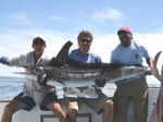 Striped Marlin Capt Andy - Peter Sabo - Berto