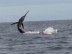 Marlin Marlin