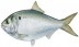 Menhaden