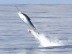Striped Marlin