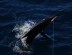 Striped Marlin Striped Marlin