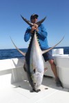 Andy Yellowfin