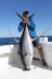 Andy Yellowfin
