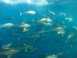 Underwater Tuna