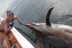 Black Marlin