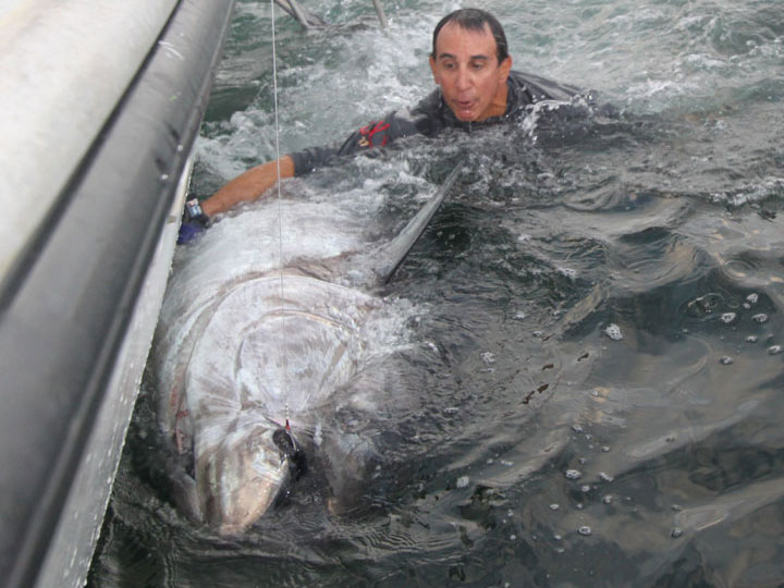 900lb Giant Bluefin Tuna
