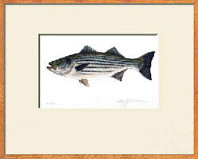 Opinion striped drum fish remarkable, useful Phrase striped drum fish