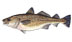 Cod