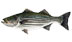 Striped Bass