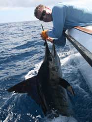 Striped Marlin