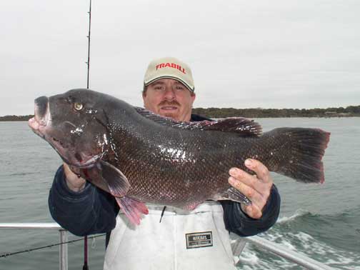 blackfish tautog jig tidal tails tackle