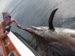 Black Marlin - Galapagos Islands, Ecuador