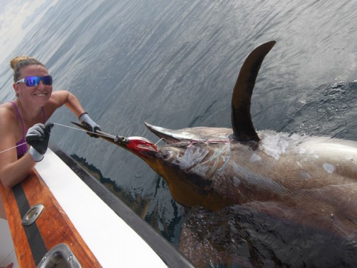 600lb+ Black Marlin