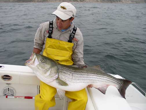 The Allure of the Shore for Northeast Striped Bass - The Fishing Wire