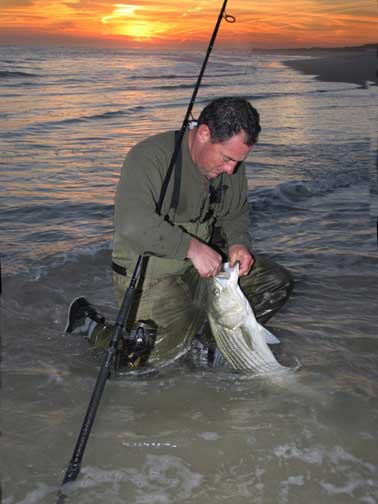 Striped Bass - Surf Release