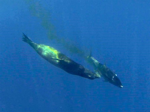 Sea Lion vs Yellowfin Tuna