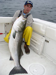 Striped Bass