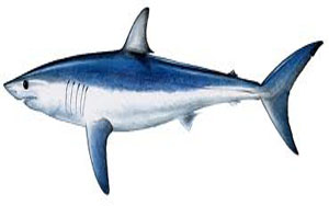 Shark Fishing Shark Fishing