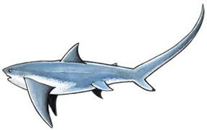 Shark Fishing Shark Fishing